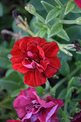 SweetSunshine Red Petunia (Petunia 'SweetSunshine Red') at Lakeshore Garden Centres