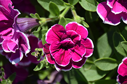 SweetSunshine Purple Picotee Petunia (Petunia 'SweetSunshine Purple Picotee') at Lakeshore Garden Centres