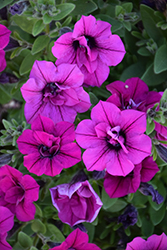 SweetSunshine Magenta Petunia (Petunia 'KLEPH13234') at Lakeshore Garden Centres