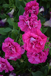 SweetSunshine Hot Pink Petunia (Petunia 'SweetSunshine Hot Pink') at Lakeshore Garden Centres