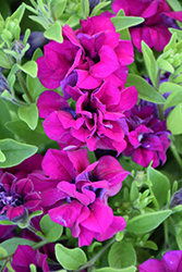 Blanket Double Zinfandel Petunia (Petunia 'Blanket Double Zinfandel') at Lakeshore Garden Centres