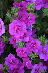 Blanket Double Rose Petunia (Petunia 'Blanket Double Rose') at Lakeshore Garden Centres