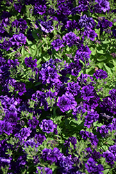 Blanket Double Midnight Velvet Petunia (Petunia 'Blanket Double Midnight Velvet') at Lakeshore Garden Centres