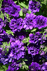 Blanket Double Midnight Velvet Petunia (Petunia 'Blanket Double Midnight Velvet') at Lakeshore Garden Centres
