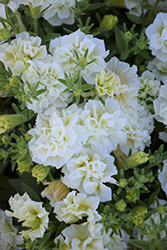 Blanket Double Chardonnay Petunia (Petunia 'Blanket Double Chardonnay') at Lakeshore Garden Centres