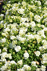 Blanket Double Chardonnay Petunia (Petunia 'Blanket Double Chardonnay') at Lakeshore Garden Centres