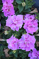 Origami Pink Petunia (Petunia 'Origami Pink') at Lakeshore Garden Centres