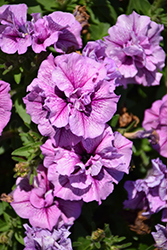 Origami Lavender Petunia (Petunia 'Origami Lavender') at Lakeshore Garden Centres
