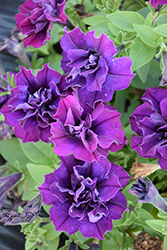 Origami Burgundy Petunia (Petunia 'Origami Burgundy') at Lakeshore Garden Centres