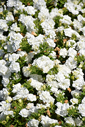 Surfinia Summer Double White Petunia (Petunia 'Surfinia Summer Double White') at Lakeshore Garden Centres
