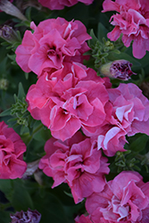 Double Madness Satin Pink Double Petunia (Petunia 'PAS95067') at Lakeshore Garden Centres