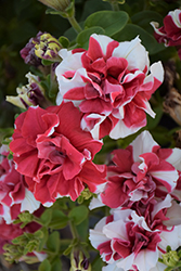 Double Madness Red and White Petunia (Petunia 'Double Madness Red and White') at Mainescape Nursery