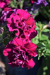 Double Madness Burgundy Double Petunia (Petunia 'PAS3140') at Lakeshore Garden Centres