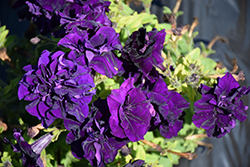 Double Madness Blue Double Petunia (Petunia 'PAS426584') at Lakeshore Garden Centres
