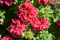 Double Cascade Valentine Petunia (Petunia 'Double Cascade Valentine') at Lakeshore Garden Centres