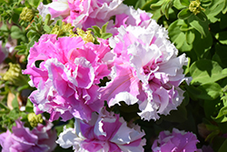 Double Cascade Orchid Mist Petunia (Petunia 'Double Cascade Orchid Mist') at Lakeshore Garden Centres