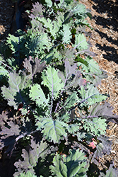 Red Russian Kale (Brassica oleracea 'Red Russian') at A Very Successful Garden Center