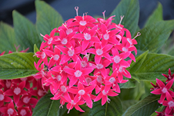 Graffiti OG Rose Star Flower (Pentas lanceolata 'Graffiti OG Rose') at Lakeshore Garden Centres