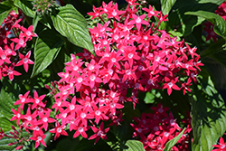 Butterfly Deep Rose Star Flower (Pentas lanceolata 'PAS94613') at Lakeshore Garden Centres