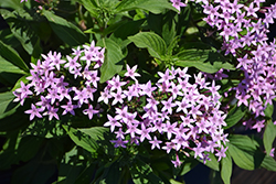 Butterfly Light Lavender Star Flower (Pentas lanceolata 'PAS418052') at Lakeshore Garden Centres