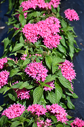 Lucky Star Dark Pink Star Flower (Pentas lanceolata 'Lucky Star Dark Pink') at Lakeshore Garden Centres