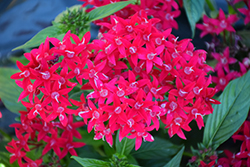 BeeBright Lipstick Star Flower (Pentas lanceolata 'BeeBright Lipstick') at Lakeshore Garden Centres