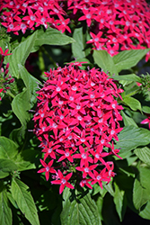 HoneyCluster Deep Rose Star Flower (Pentas lanceolata 'Honey Cluster Deep Rose') at Lakeshore Garden Centres