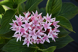 Starcluster Appleblossom Star Flower (Pentas lanceolata 'Starcluster Appleblossom') at Lakeshore Garden Centres