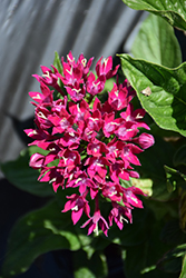 Starcluster Violet Star Flower (Pentas lanceolata 'Starcluster Violet') at Lakeshore Garden Centres