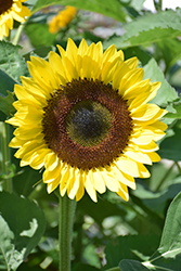 ProCut Gold Sunflower (Helianthus annuus 'ProCut Gold') at Lakeshore Garden Centres