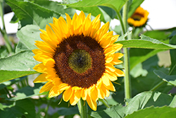 Jua Maya Sunflower (Helianthus annuus 'Jua Maya') at Lakeshore Garden Centres