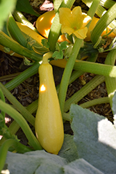 Straightneck Squash (Cucurbita pepo var. recticollis) at A Very Successful Garden Center