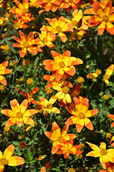 Beezar Funny Honey Bidens (Bidens 'Funny Honey') at Lakeshore Garden Centres