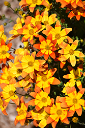 Beezar Funny Honey Bidens (Bidens 'Funny Honey') at Lakeshore Garden Centres