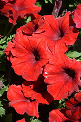 Veranda Red Petunia (Petunia 'Veranda Red') at Lakeshore Garden Centres