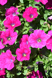 Veranda Magenta Petunia (Petunia 'Veranda Magenta') at Lakeshore Garden Centres