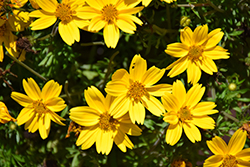Popstar Bidens (Bidens ferulifolia 'Popstar') at Lakeshore Garden Centres