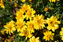 Tweety Bidens (Bidens 'Tweety') at Lakeshore Garden Centres