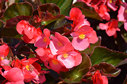 Whopper Rose Bronze Leaf Begonia (Begonia 'Whopper Rose Bronze Leaf') at Lakeshore Garden Centres