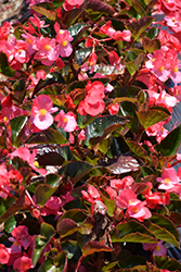 Big Rose Bronze Leaf Begonia (Begonia 'Big Rose Bronze Leaf') at Lakeshore Garden Centres