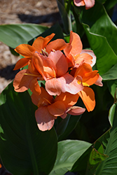 Tropical Sunrise Canna (Canna 'Tropical Sunrise') at Lakeshore Garden Centres