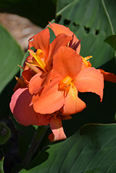 Cannova Orange Shades Canna (Canna 'Cannova Orange Shades') at Lakeshore Garden Centres