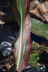 Japanese Striped Ornamental Corn (Zea mays var. japonica) at Lakeshore Garden Centres