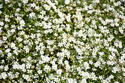 Covent Garden Baby's Breath (Gypsophila elegans 'Covent Garden') at Lakeshore Garden Centres