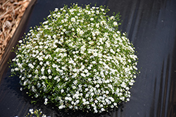 Covent Garden Baby's Breath (Gypsophila elegans 'Covent Garden') at Lakeshore Garden Centres