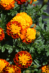 Janie Spry Marigold (Tagetes patula 'Janie Spry') at The Mustard Seed