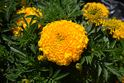 Antigua Gold Marigold (Tagetes erecta 'Antigua Gold') at Lakeshore Garden Centres