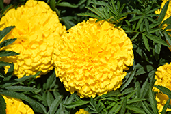 Moonstruck Yellow Marigold (Tagetes erecta 'Moonstruck Yellow') at Lakeshore Garden Centres