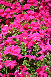 Limbo Rose Petunia (Petunia 'Limbo Rose') at Lakeshore Garden Centres