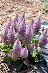 Rose Mulla Mulla (Ptilotus exaltatus 'Rose') at Lakeshore Garden Centres